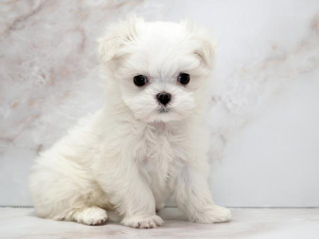 ����ͥ���2