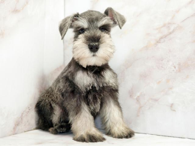 ����ͥ���2