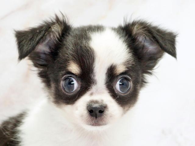 ����å�����Ⱦܺ٥ǡ����������ޤ���