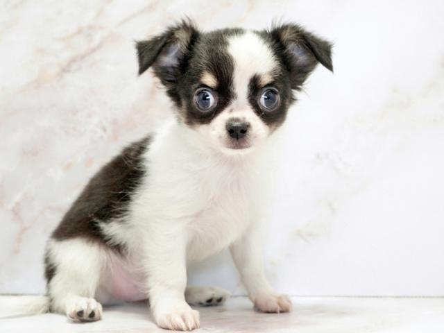 ����ͥ���2