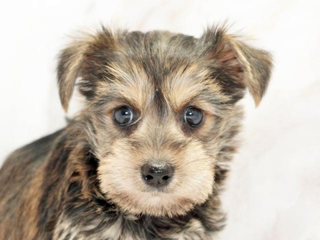 ����å�����Ⱦܺ٥ǡ����������ޤ���