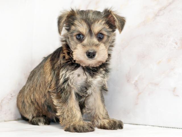 ����ͥ���2