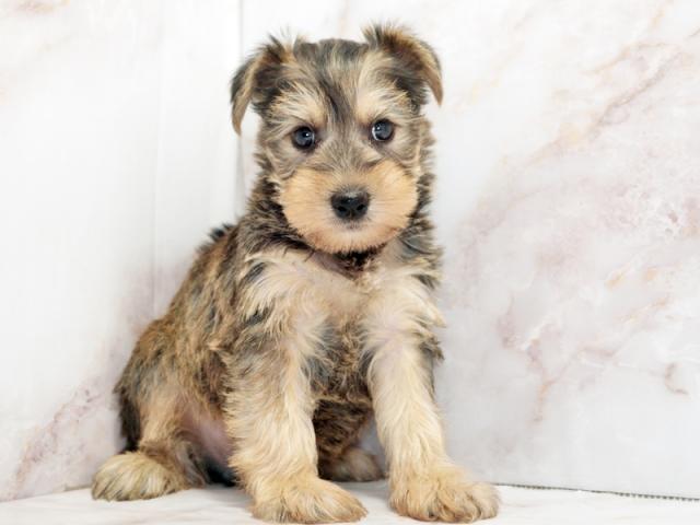 ����ͥ���2