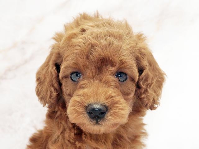 ����å�����Ⱦܺ٥ǡ����������ޤ���