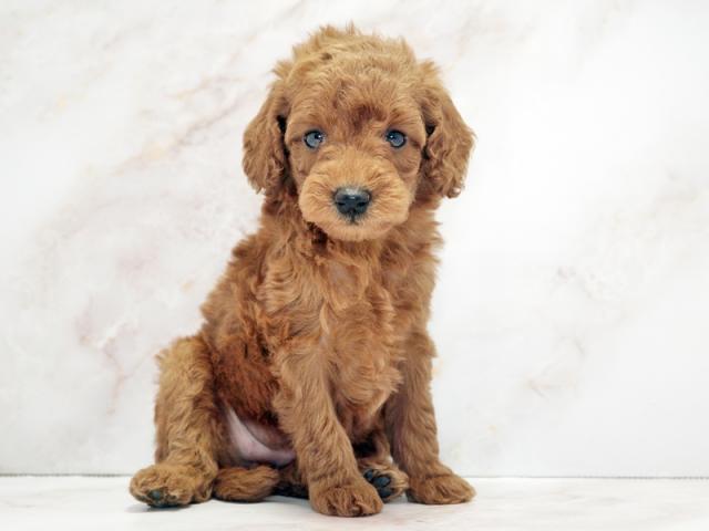 ����ͥ���2