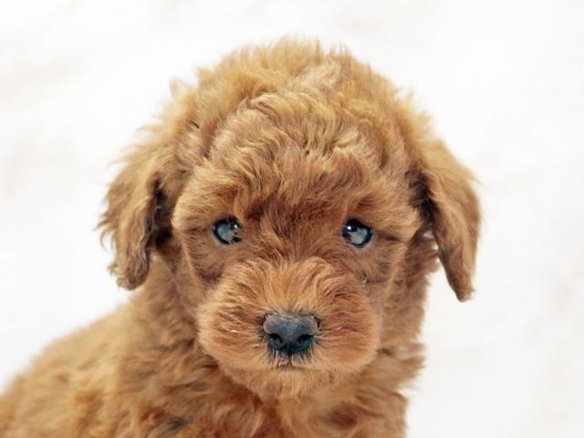 ����å�����Ⱦܺ٥ǡ����������ޤ���