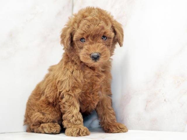 ����ͥ���2