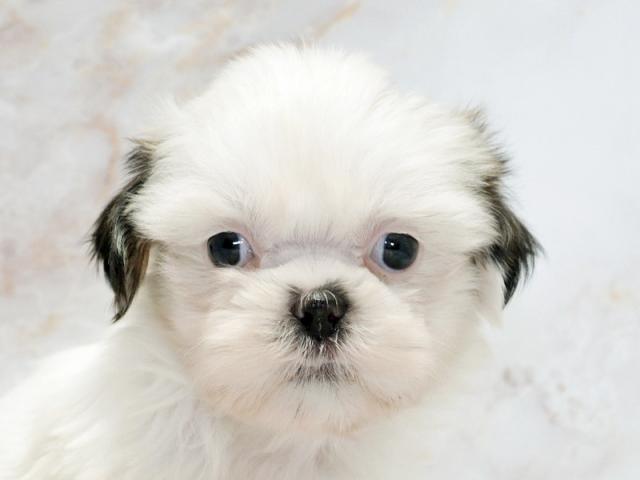 ����å�����Ⱦܺ٥ǡ����������ޤ���