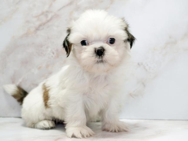 ����ͥ���2