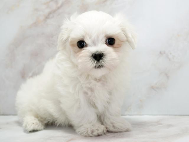 ����ͥ���2