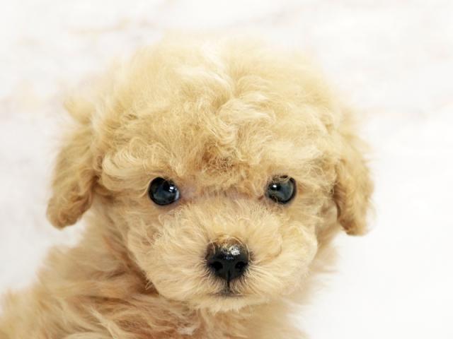 ����å�����Ⱦܺ٥ǡ����������ޤ���