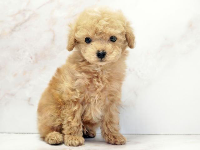 ����ͥ���2