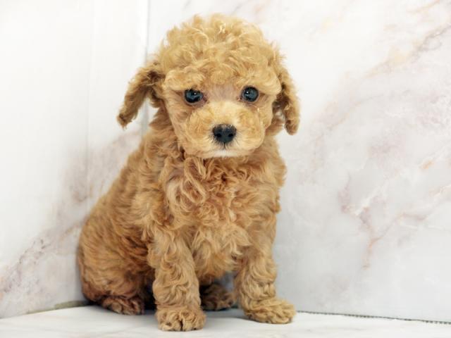 ����ͥ���2