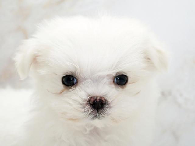 ����å�����Ⱦܺ٥ǡ����������ޤ���