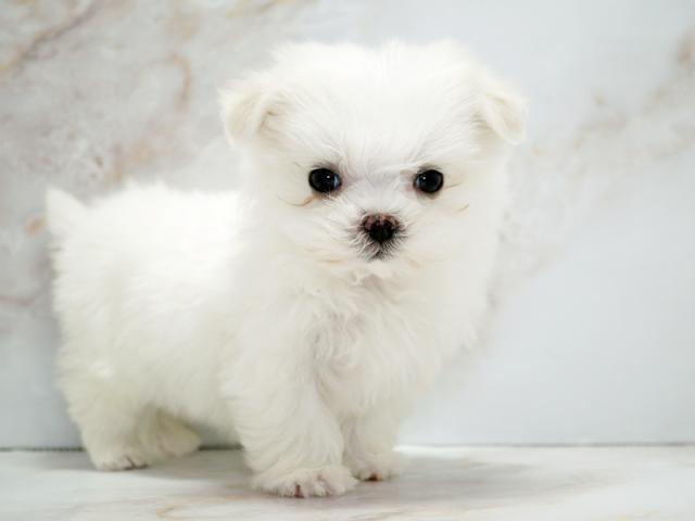 ����ͥ���2