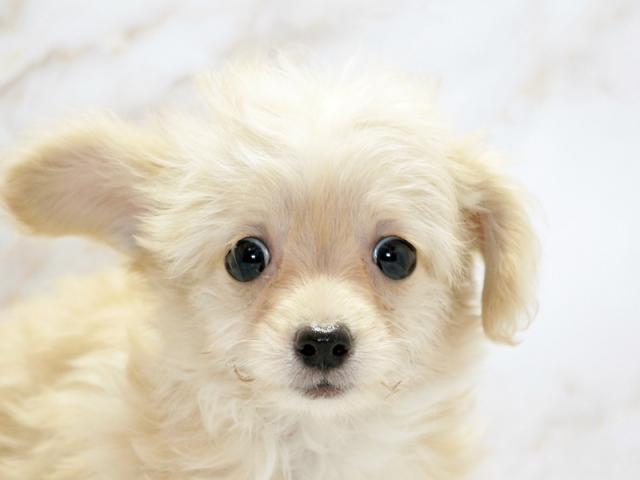 ����å�����Ⱦܺ٥ǡ����������ޤ���