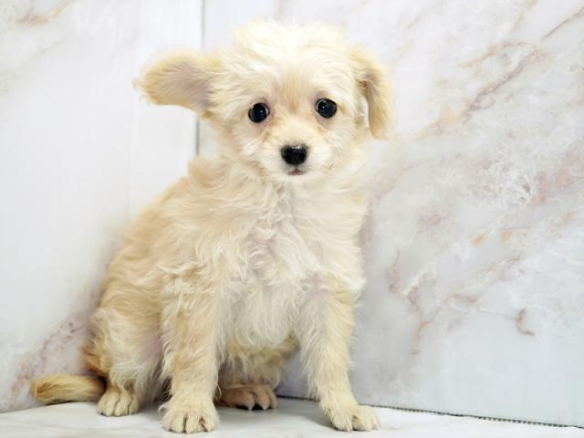 ����ͥ���2