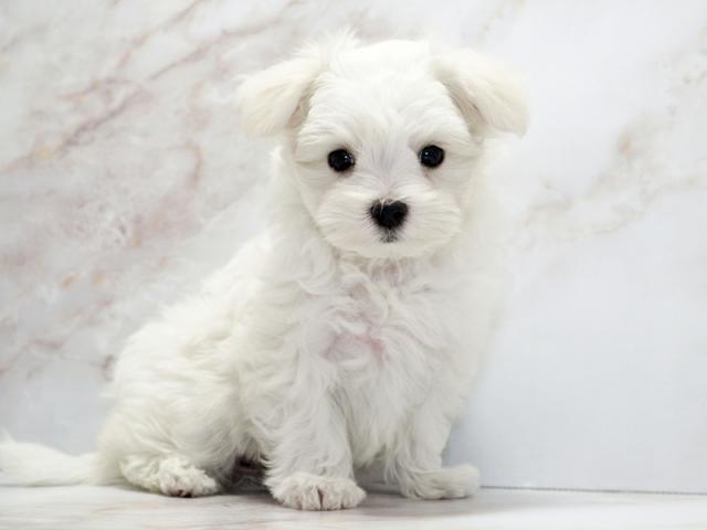 ����ͥ���2