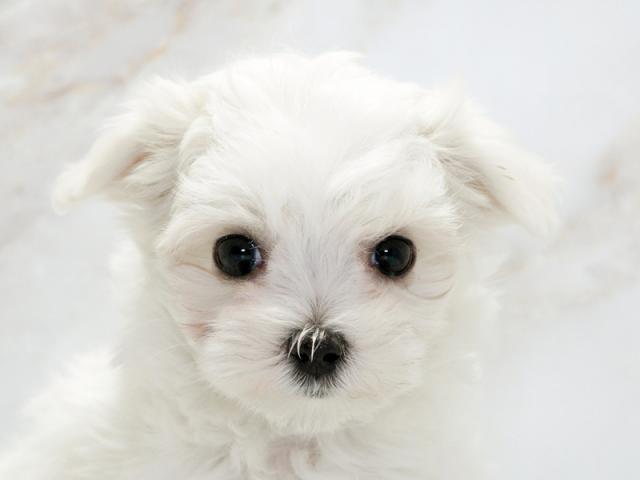 ����å�����Ⱦܺ٥ǡ����������ޤ���