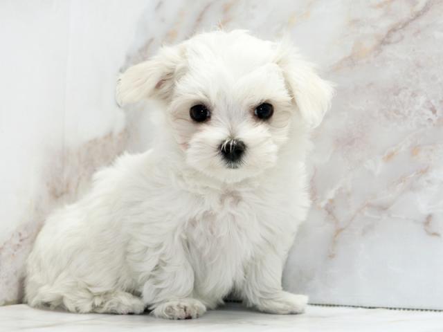 ����ͥ���2