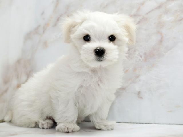 ����ͥ���2