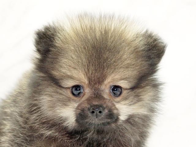 クリックすると詳細データが見られます。