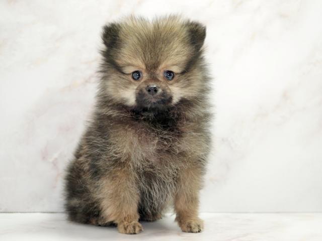 ����ͥ���2