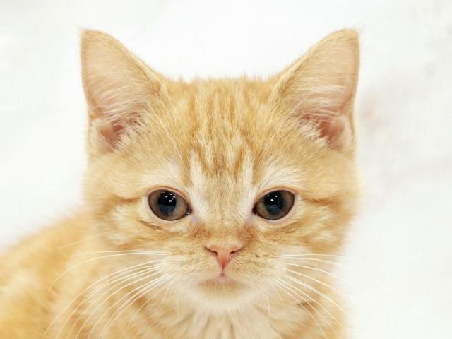 ����å�����Ⱦܺ٥ǡ����������ޤ���