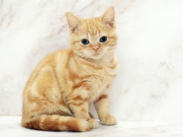 ����ͥ���2