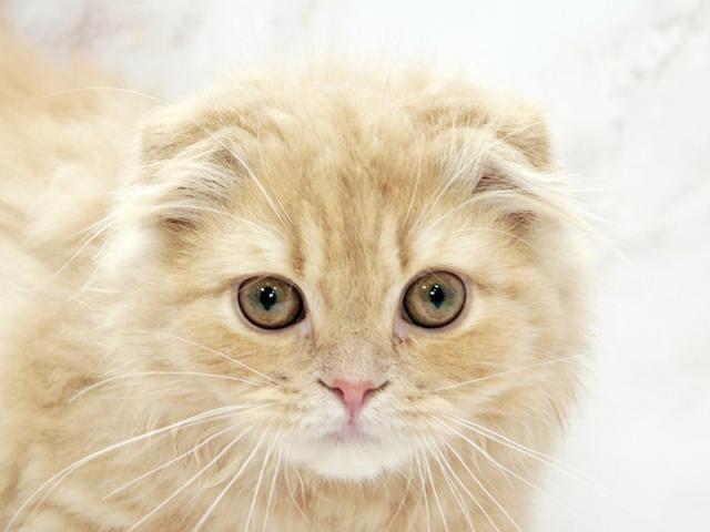 ����å�����Ⱦܺ٥ǡ����������ޤ���