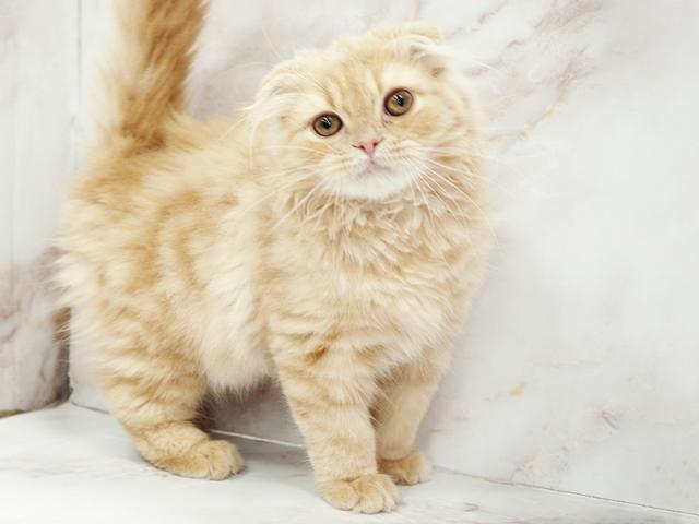 ����ͥ���2