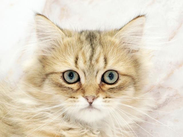 ����å�����Ⱦܺ٥ǡ����������ޤ���