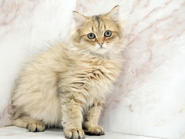 ����ͥ���2