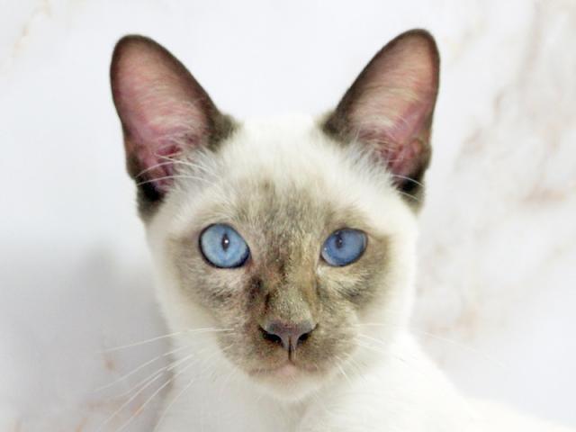 ����å�����Ⱦܺ٥ǡ����������ޤ���