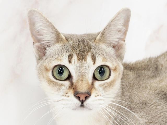 ����å�����Ⱦܺ٥ǡ����������ޤ���