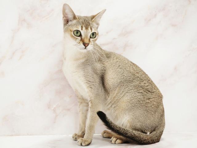 ����ͥ���2