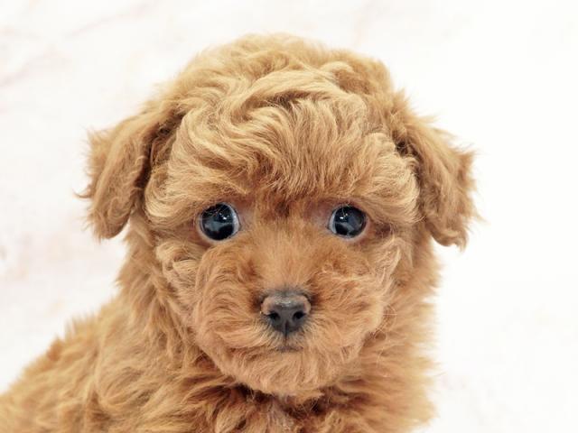 ����å�����Ⱦܺ٥ǡ����������ޤ���