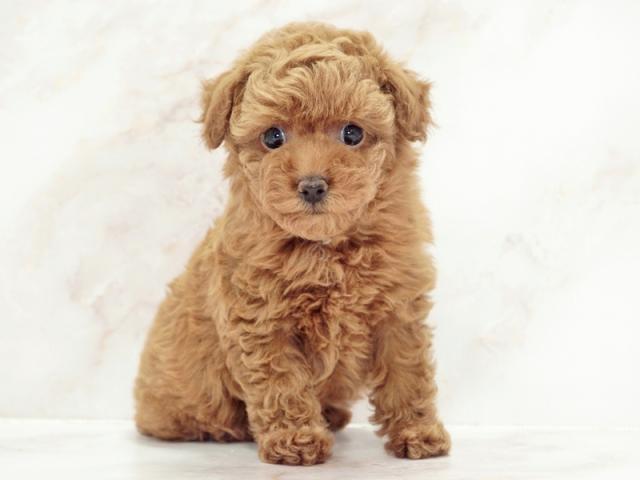 ����ͥ���2