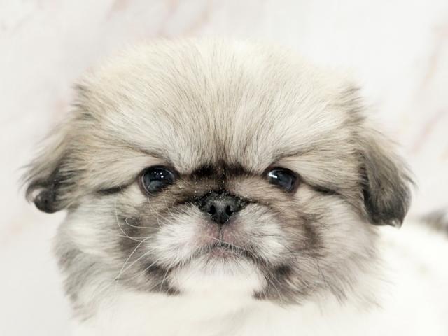 ����å�����Ⱦܺ٥ǡ����������ޤ���