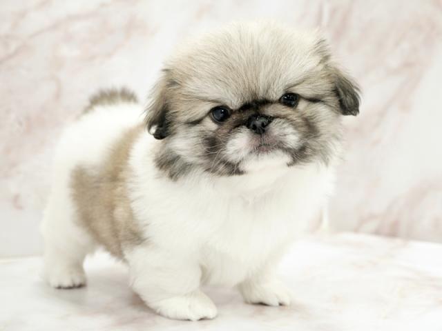 ����ͥ���2