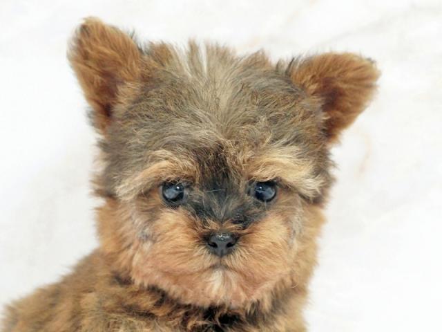 ����å�����Ⱦܺ٥ǡ����������ޤ���