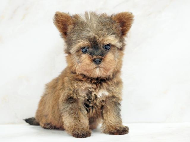 ����ͥ���2