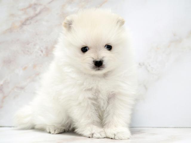 ����ͥ���2