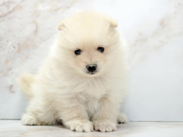 ����ͥ���2