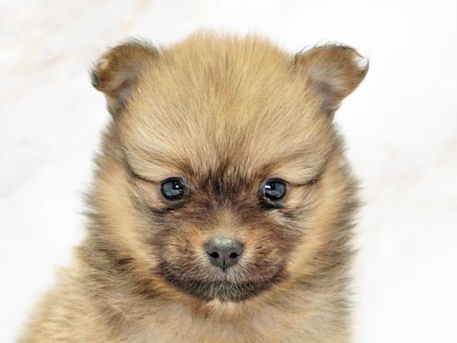 ����å�����Ⱦܺ٥ǡ����������ޤ���