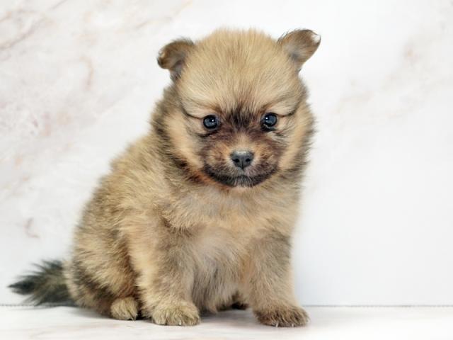 ����ͥ���2