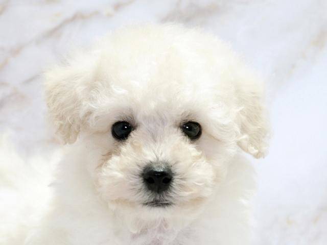 ����å�����Ⱦܺ٥ǡ����������ޤ���