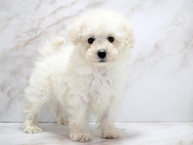 ����ͥ���2