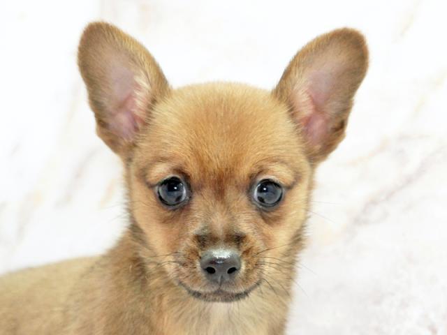 ����å�����Ⱦܺ٥ǡ����������ޤ���