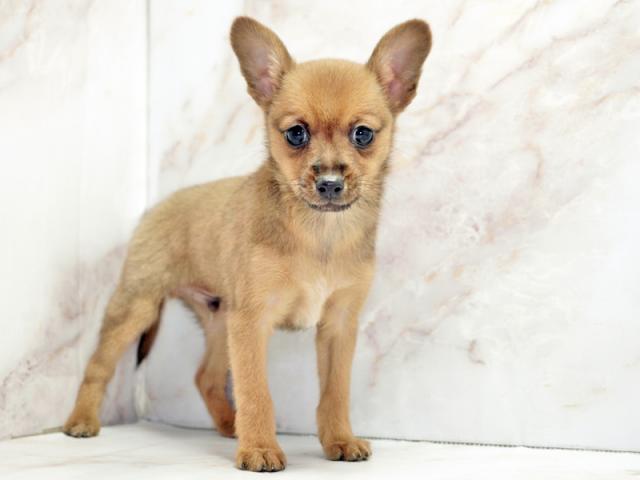 ����ͥ���2